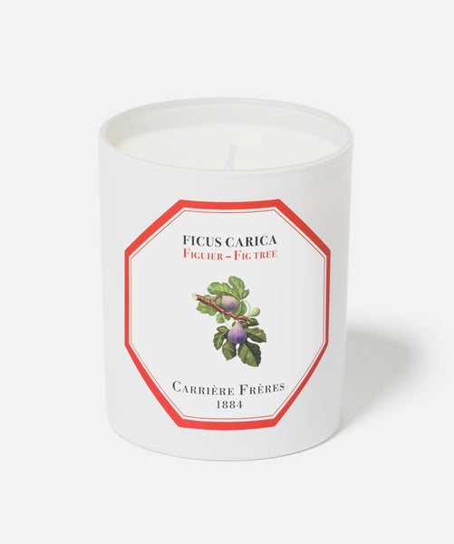 Carrière Frères Candle, fig tree