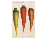Carrottes Postcards (pack of 10)